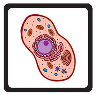 Understanding the Internal Cell Structure