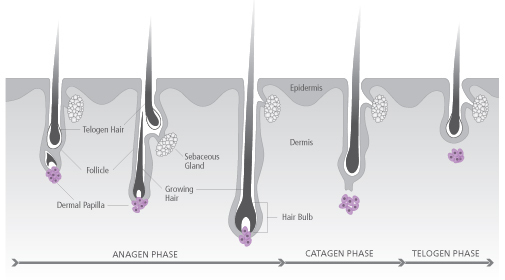 growth cycle us